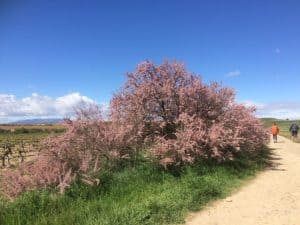 bloeiend landschap